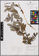 Foto von Salix cantabrica Rech. f.